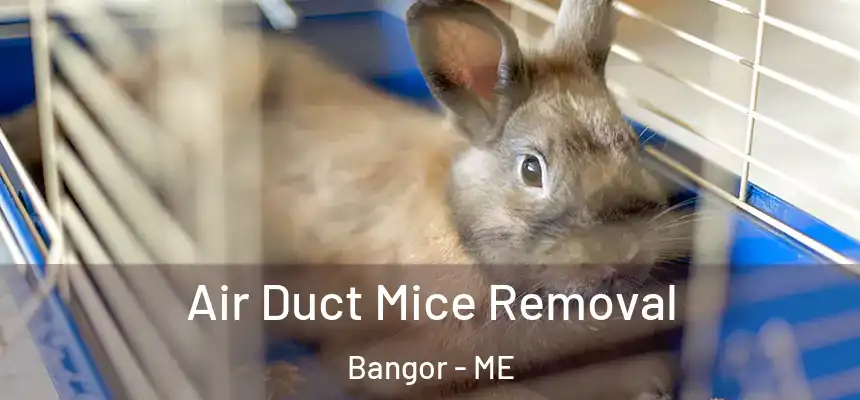 Air Duct Mice Removal Bangor - ME