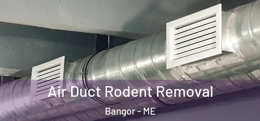Air Duct Rodent Removal Bangor - ME