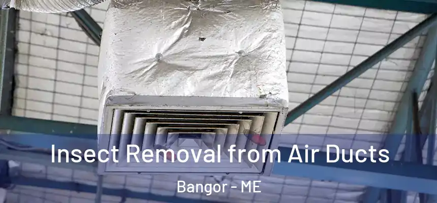 Insect Removal from Air Ducts Bangor - ME